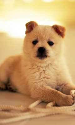 Emulate Android APK Different Breeds Dogs HD Theme