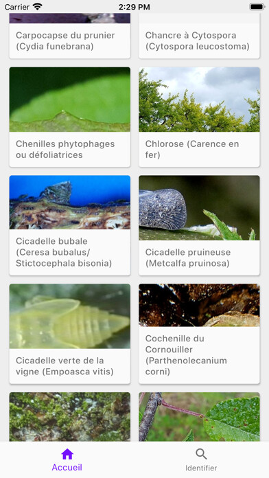Emulate iPhone app Di@gno-Prune using MyAndroid Emulate iPhone app Di@gno-Prune using MyAndroid