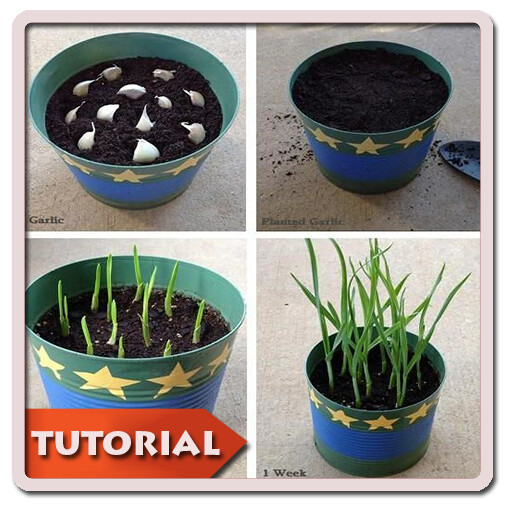 Run android online APK DIY Gardening Planting from MyAndroid or emulate DIY Gardening Planting using MyAndroid Run android online APK DIY Gardening Planting from MyAndroid or emulate DIY Gardening Planting using MyAndroid