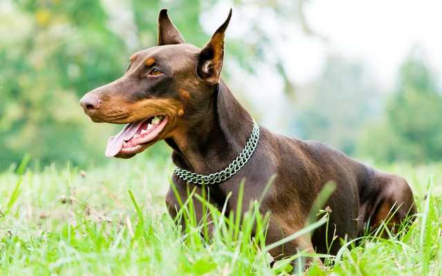 Emulate Android APK Doberman Dog Live Wallpaper Emulate Android APK Doberman Dog Live Wallpaper