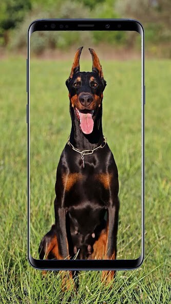 Run android online APK Doberman Dogs Wallpapers from MyAndroid or emulate Doberman Dogs Wallpapers using MyAndroid