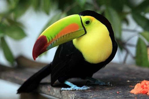 Run android online APK Documentaries birds hd online from MyAndroid or emulate Documentaries birds hd online using MyAndroid Run android online APK Documentaries birds hd online from MyAndroid or emulate Documentaries birds hd online using MyAndroid