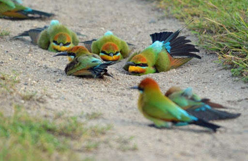 Run android online APK Documentary Birds from MyAndroid or emulate Documentary Birds using MyAndroid Run android online APK Documentary Birds from MyAndroid or emulate Documentary Birds using MyAndroid