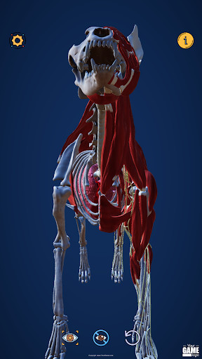 Run android online APK Dog Anatomy Free from MyAndroid or emulate Dog Anatomy Free using MyAndroid Run android online APK Dog Anatomy Free from MyAndroid or emulate Dog Anatomy Free using MyAndroid
