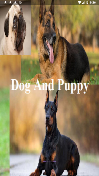 Run android online APK Dog And Puppy from MyAndroid or emulate Dog And Puppy using MyAndroid