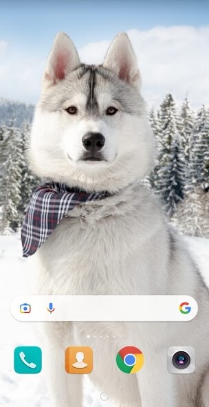 Run android online APK Dog cute wallpaper from MyAndroid or emulate Dog cute wallpaper using MyAndroid