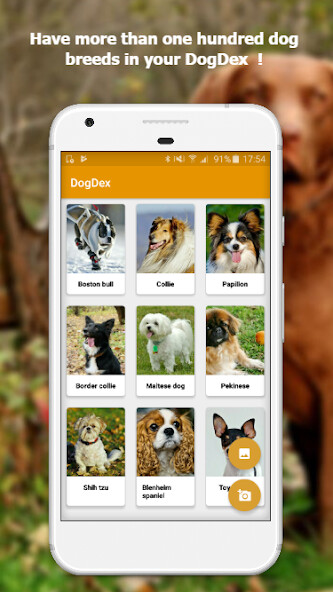 Run android online APK DogDex - Automatic dog breed recognition from MyAndroid or emulate DogDex - Automatic dog breed recognition using MyAndroid