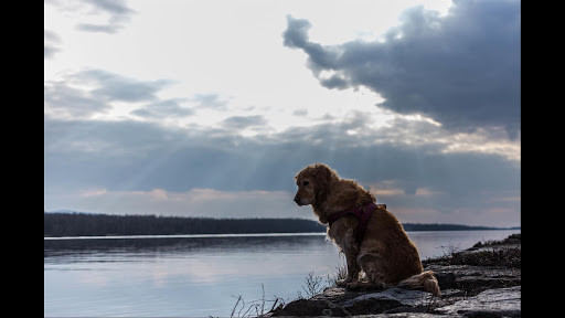 Run android online APK DOGGY STYLE WALLPAPER from MyAndroid or emulate DOGGY STYLE WALLPAPER using MyAndroid Run android online APK DOGGY STYLE WALLPAPER from MyAndroid or emulate DOGGY STYLE WALLPAPER using MyAndroid