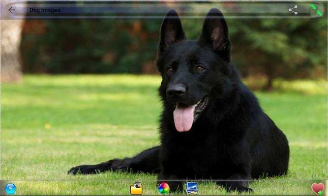 Emulate Android APK Dog Images