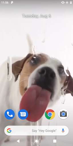 Emulate Android APK dog licking live wallpaper Emulate Android APK dog licking live wallpaper
