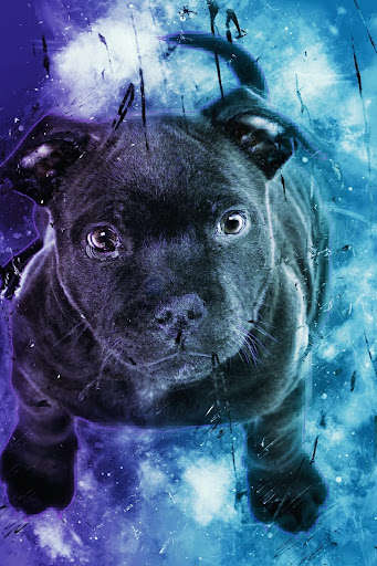 Run android online APK Dog Phone Wallpaper Cute from MyAndroid or emulate Dog Phone Wallpaper Cute using MyAndroid
