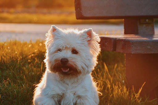 Emulate Android APK Dog Photo Frames Emulate Android APK Dog Photo Frames