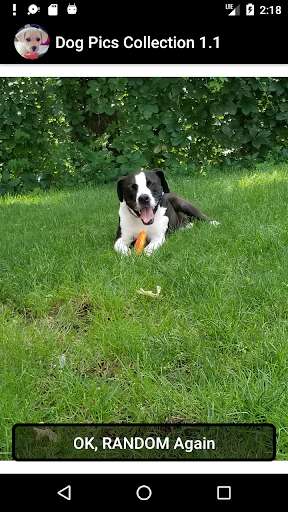 Run android online APK Dog Pics Collection from MyAndroid or emulate Dog Pics Collection using MyAndroid Run android online APK Dog Pics Collection from MyAndroid or emulate Dog Pics Collection using MyAndroid
