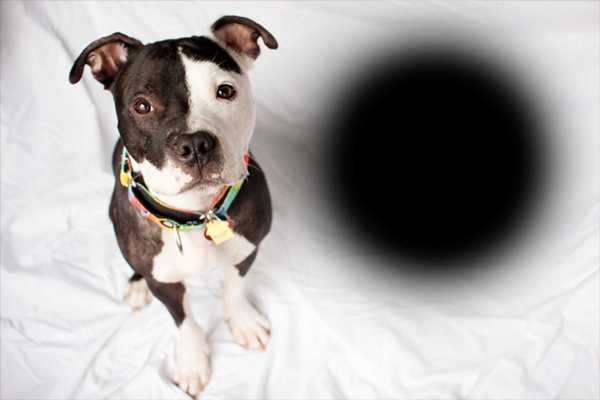 Emulate Android APK Dog puppies transparent Photo Emulate Android APK Dog puppies transparent Photo