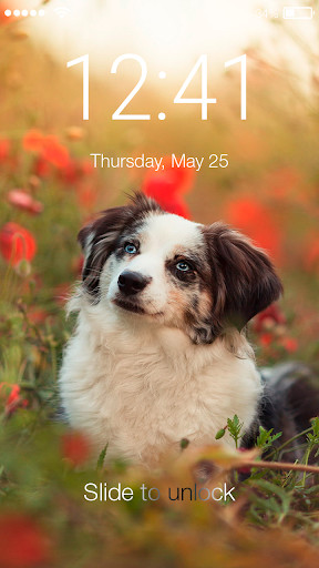 Run android online APK Dog Puppy HD Wallpaper Cute Screen Lock from MyAndroid or emulate Dog Puppy HD Wallpaper Cute Screen Lock using MyAndroid