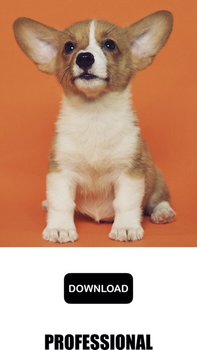 Emulate iPhone app Dog & Puppy Wallpapers - woof! using MyAndroid