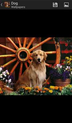 Emulate Android APK Dogs HD Wallpapers Emulate Android APK Dogs HD Wallpapers