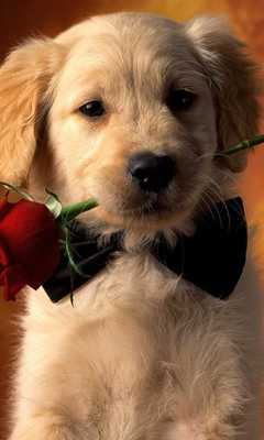 Emulate Android APK Dogs Live New HD Wallpapers