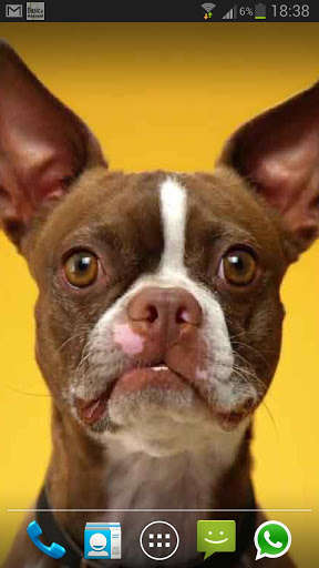 Emulate Android APK dog smiles live wallpaper