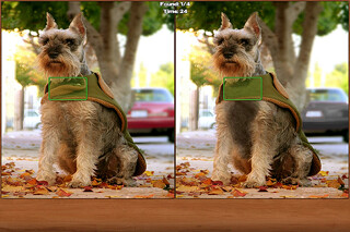 Emulate Android APK Dogs Spot the Difference Emulate Android APK Dogs Spot the Difference