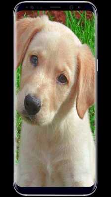 Emulate Android APK Dogs Wallpaper Live