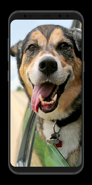 Emulate Android APK Dogs Wallpapers HD Emulate Android APK Dogs Wallpapers HD