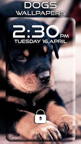 Run android online APK Dogs Wallpapers from MyAndroid or emulate Dogs Wallpapers using MyAndroid