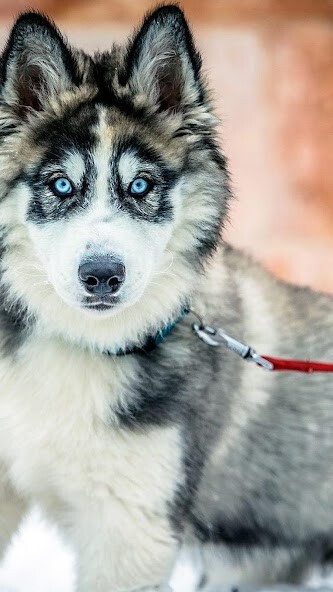 Run android online APK Dog Wallpaper 4K from MyAndroid or emulate Dog Wallpaper 4K using MyAndroid