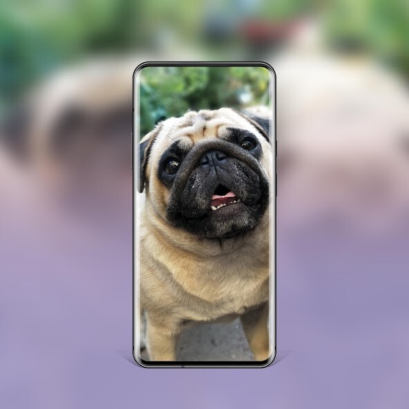 Run android online APK Dog Wallpaper Background Breed from MyAndroid or emulate Dog Wallpaper Background Breed using MyAndroid Run android online APK Dog Wallpaper Background Breed from MyAndroid or emulate Dog Wallpaper Background Breed using MyAndroid