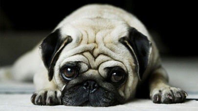 Emulate iPhone app Dog Wallpaper & Background Top HD Cool 10000+ using MyAndroid Emulate iPhone app Dog Wallpaper & Background Top HD Cool 10000+ using MyAndroid