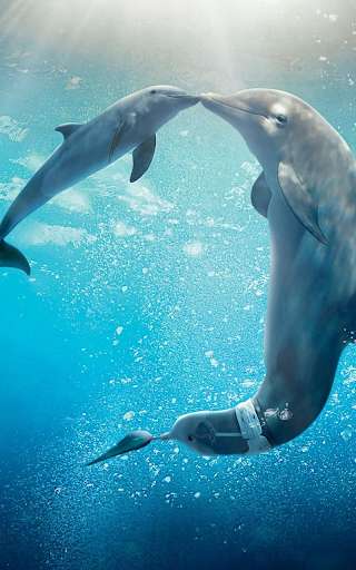 Emulate Android APK Dolphin Live Wallpaper HD