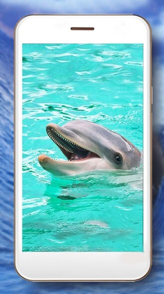 Run android online APK Dolphin Sea Sounds from MyAndroid or emulate Dolphin Sea Sounds using MyAndroid Run android online APK Dolphin Sea Sounds from MyAndroid or emulate Dolphin Sea Sounds using MyAndroid