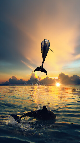 Run android online APK Dolphin Wallpaper 4K from MyAndroid or emulate Dolphin Wallpaper 4K using MyAndroid