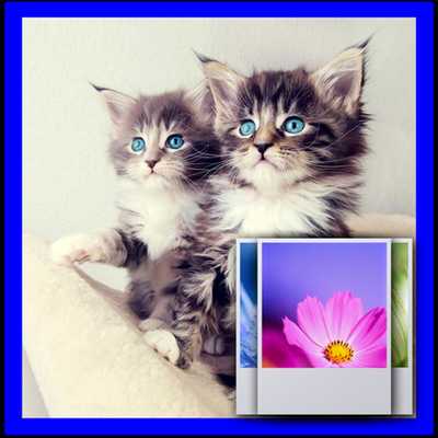 Emulate Android APK Double Cat Wallpaper Emulate Android APK Double Cat Wallpaper
