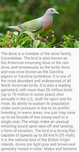 Run android online APK Dove Bird Fact from MyAndroid or emulate Dove Bird Fact using MyAndroid Run android online APK Dove Bird Fact from MyAndroid or emulate Dove Bird Fact using MyAndroid
