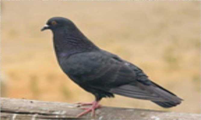 Emulate Android APK Dove or Pigeon Wallpapers
