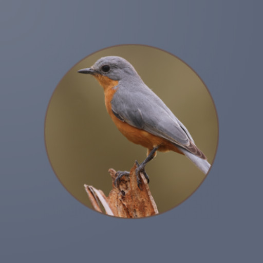Run android online APK Doves per bird from MyAndroid or emulate Doves per bird using MyAndroid