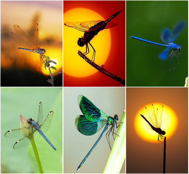 Run android online APK Dragonfly HD Wallpaper from MyAndroid or emulate Dragonfly HD Wallpaper using MyAndroid