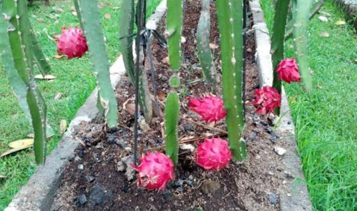Run android online APK Dragon Fruit Cultivation from MyAndroid or emulate Dragon Fruit Cultivation using MyAndroid Run android online APK Dragon Fruit Cultivation from MyAndroid or emulate Dragon Fruit Cultivation using MyAndroid