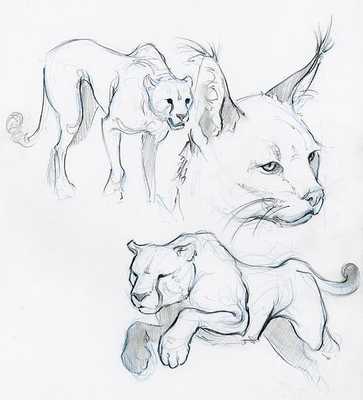 Emulate Android APK Drawing Animals Concept Emulate Android APK Drawing Animals Concept