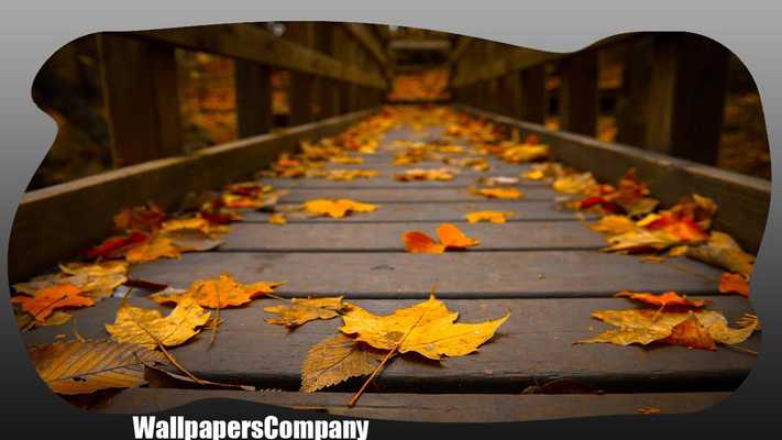Emulate Android APK Dry Leaves Wallpaper