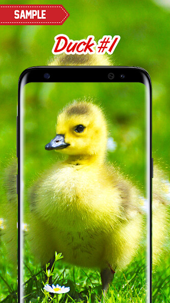 Run android online APK Duck Wallpaper from MyAndroid or emulate Duck Wallpaper using MyAndroid Run android online APK Duck Wallpaper from MyAndroid or emulate Duck Wallpaper using MyAndroid