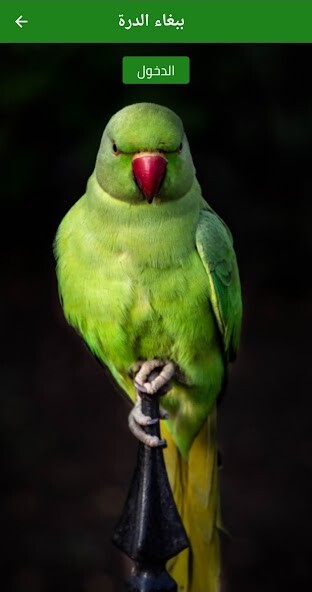 Run android online APK Durra Parrot from MyAndroid or emulate Durra Parrot using MyAndroid Run android online APK Durra Parrot from MyAndroid or emulate Durra Parrot using MyAndroid
