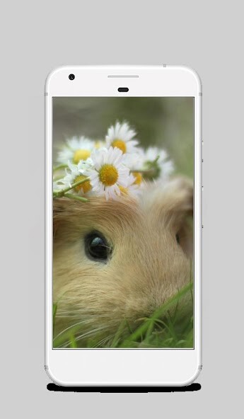 Run android online APK Dwarf Hamster Wallpaper from MyAndroid or emulate Dwarf Hamster Wallpaper using MyAndroid Run android online APK Dwarf Hamster Wallpaper from MyAndroid or emulate Dwarf Hamster Wallpaper using MyAndroid
