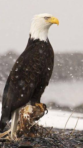 Run android online APK Eagle Full HD Wallpaper from MyAndroid or emulate Eagle Full HD Wallpaper using MyAndroid