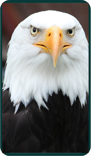 Run android online APK Eagles Wallpaper from MyAndroid or emulate Eagles Wallpaper using MyAndroid