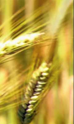 Emulate Android APK Ear of wheat Emulate Android APK Ear of wheat