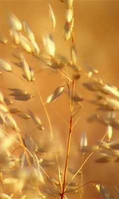 Emulate Android APK Ears of oat