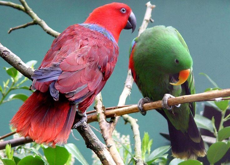 Run android online APK Eclectus Parrots Wallpapers HD from MyAndroid or emulate Eclectus Parrots Wallpapers HD using MyAndroid Run android online APK Eclectus Parrots Wallpapers HD from MyAndroid or emulate Eclectus Parrots Wallpapers HD using MyAndroid