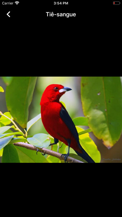 Emulate iPhone app Eco aves - Biologia using MyAndroid